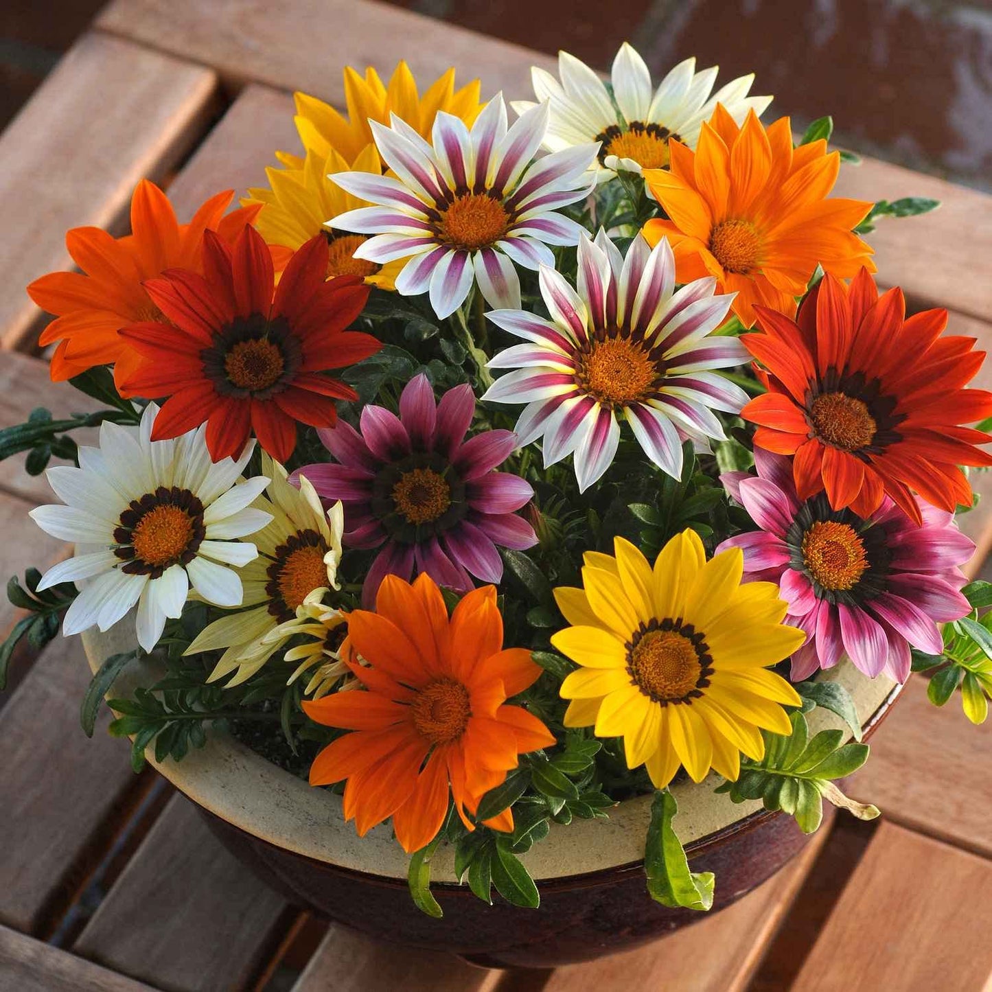 Gazania Hybrid Mixed Color Flower Seeds