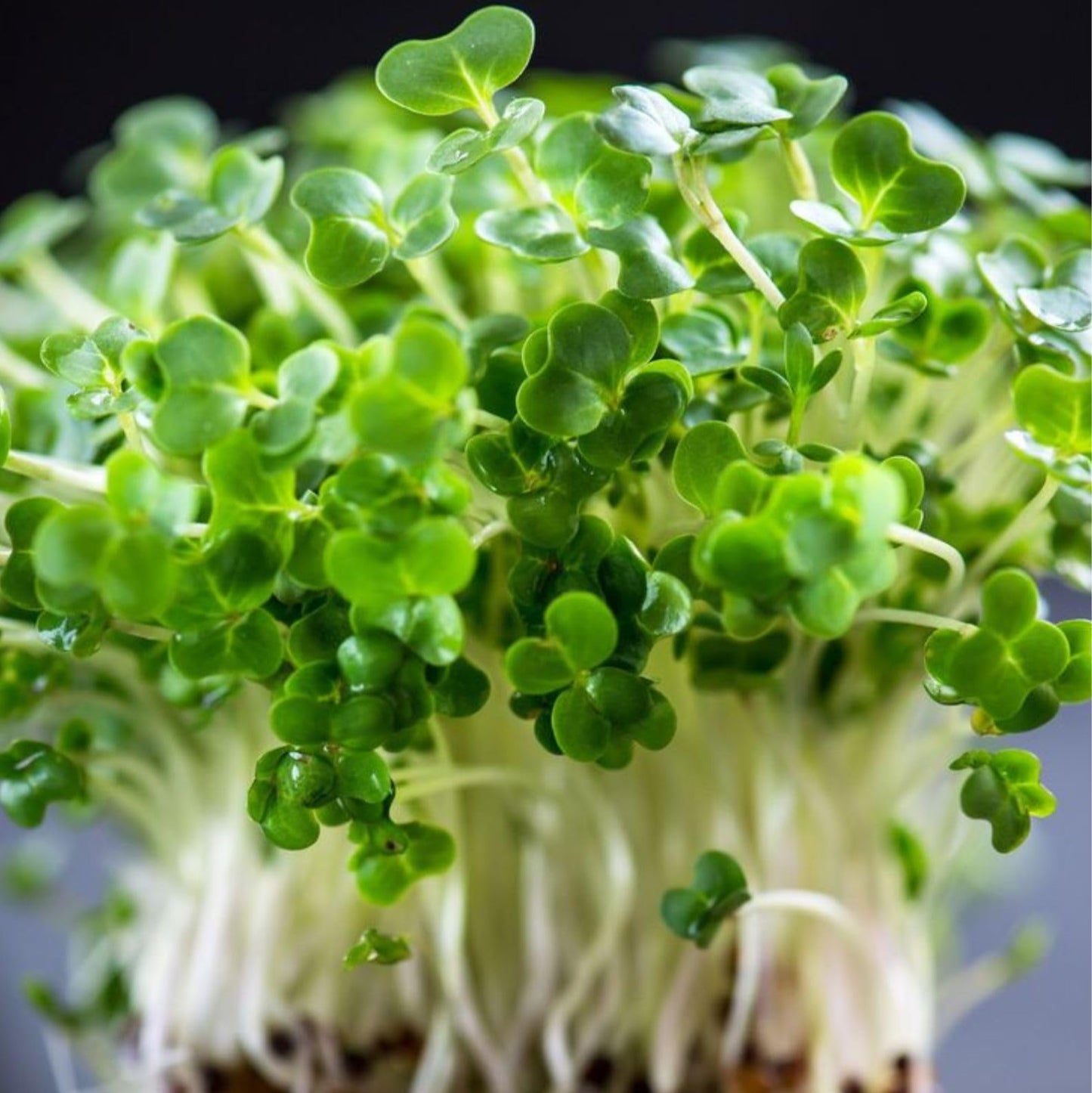 Cress Imported Herb Seeds