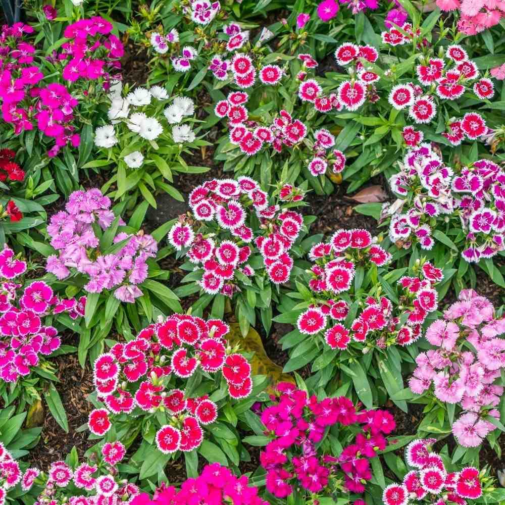 Dianthus Flower Seeds – Vibrant & Beautiful Garden Blooms