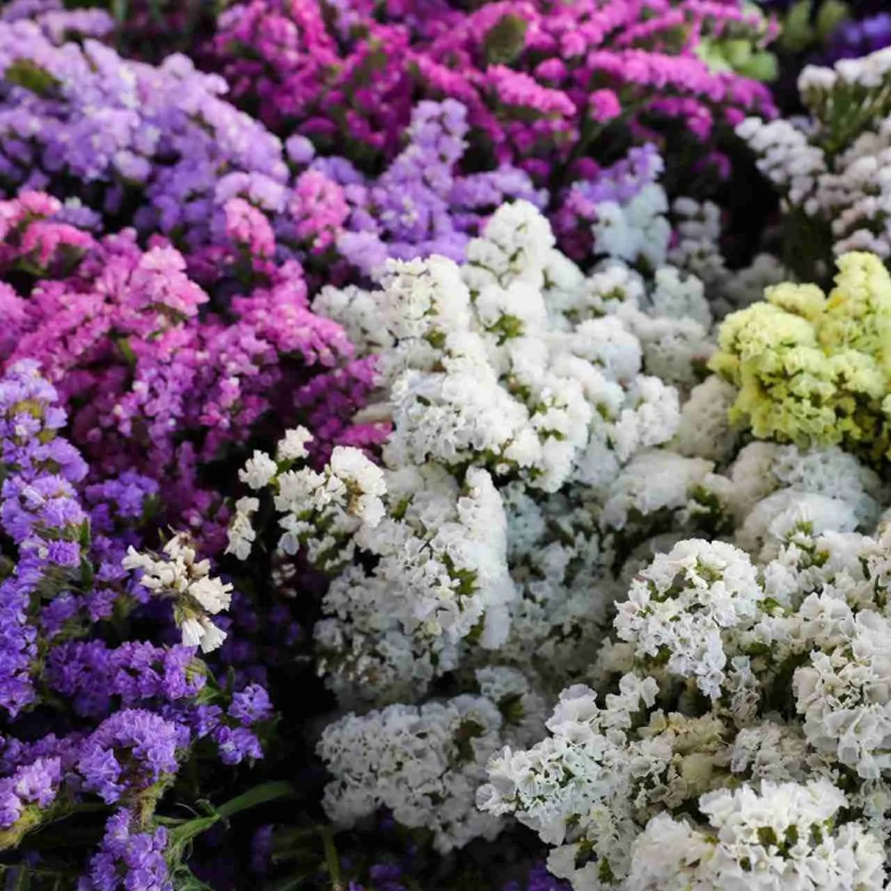 Statice Pacific Mixed Winter Flower Seeds