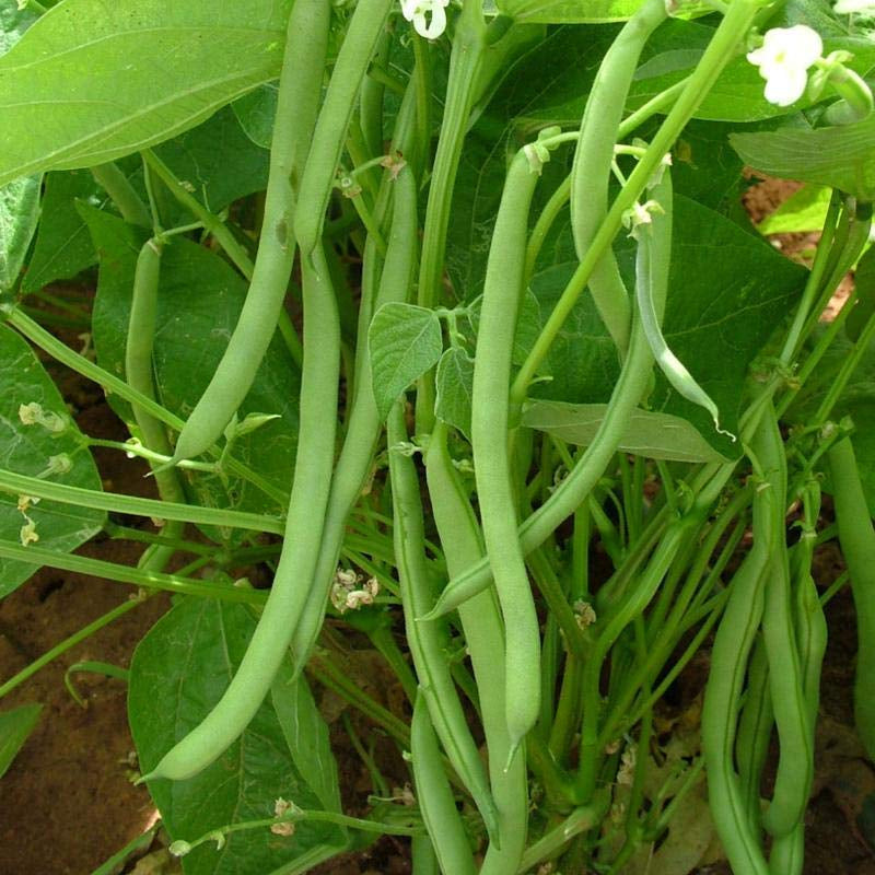 French Beans HYB-SEL Vegetable Seeds