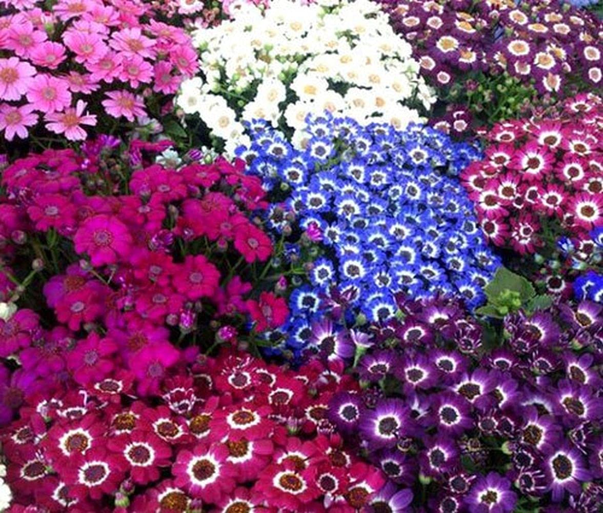 Cineraria Mixed Color Flower Seeds