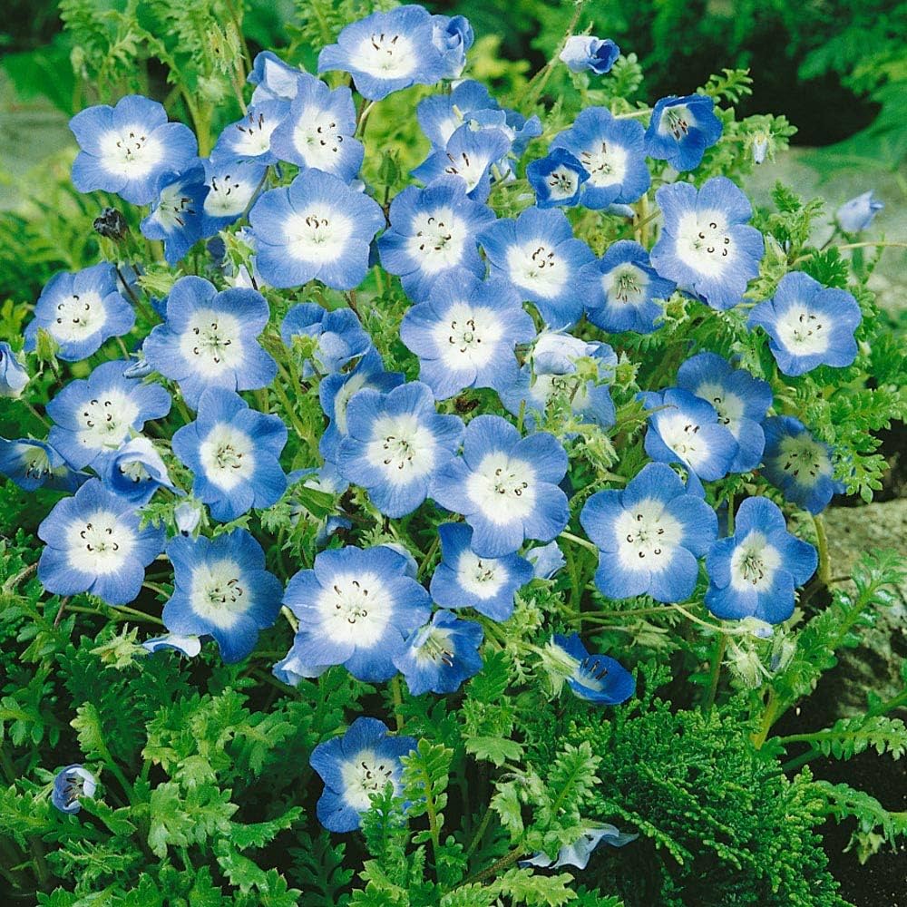 Nimophila Flower Seeds - Beautiful Ground Cover & Vibrant Blooms for Your Garden
