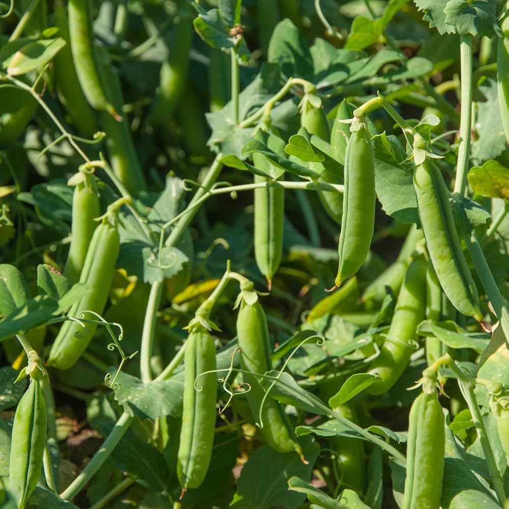 PEAS Imported OS-10 Vegetable Seeds