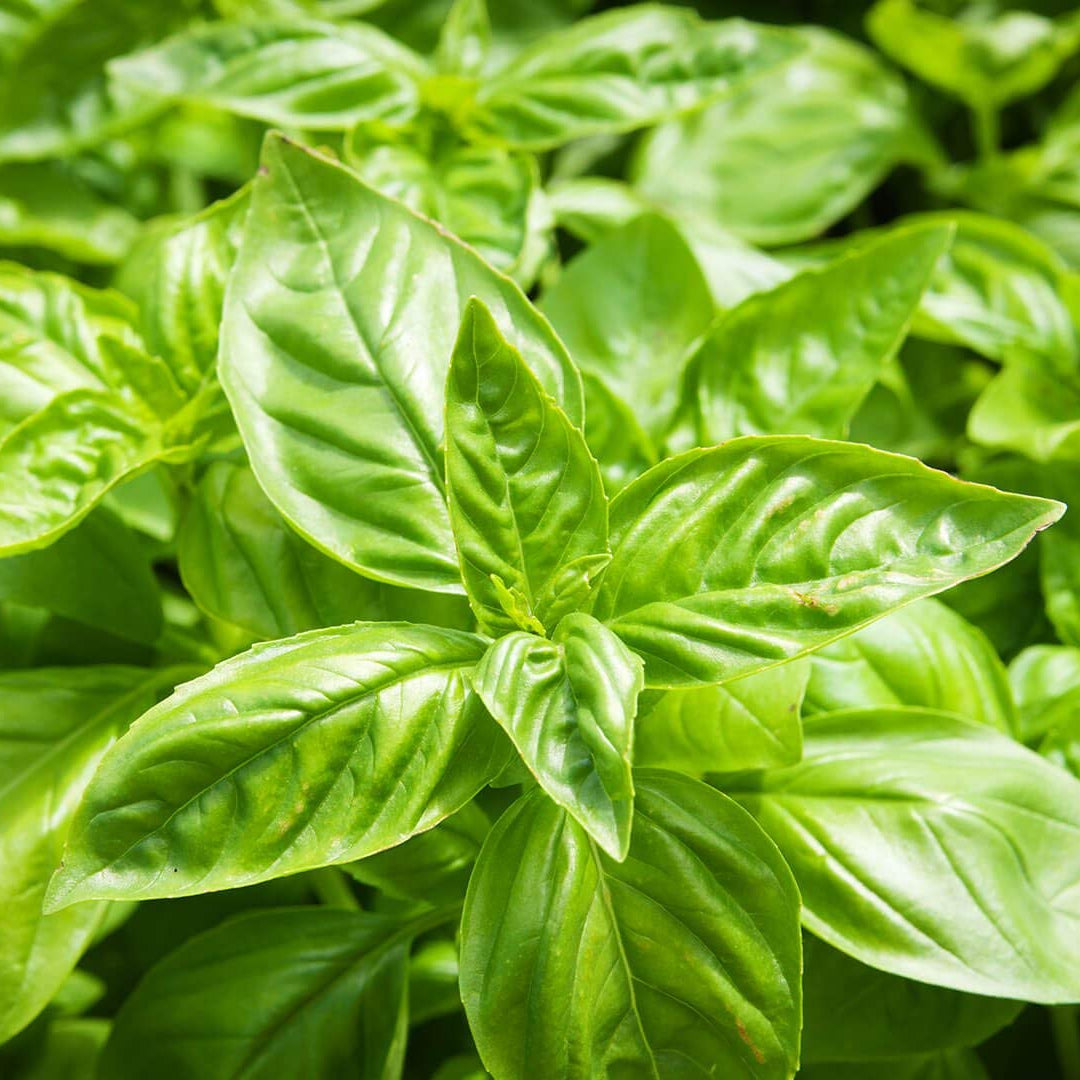 Sweet Basil Microgreens Seeds