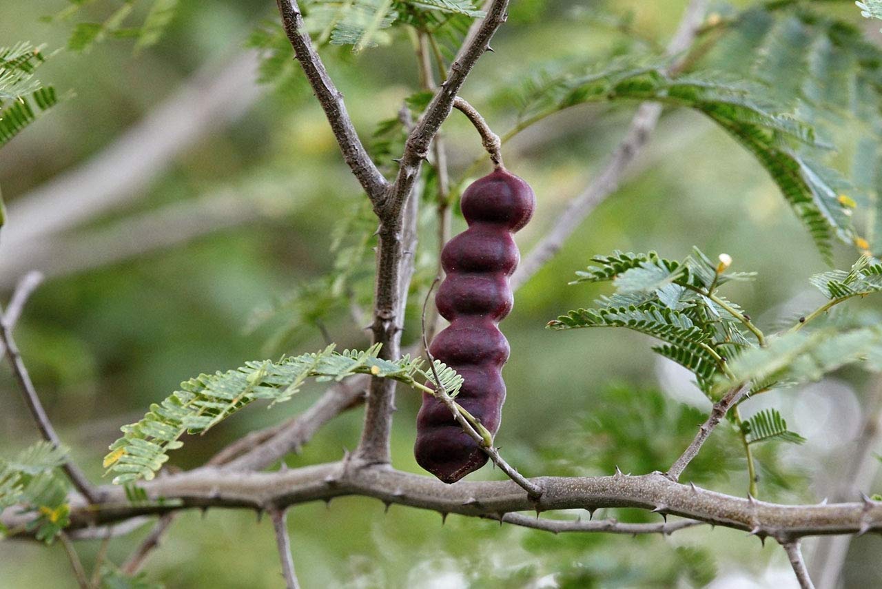 Shikakai Herb Seeds