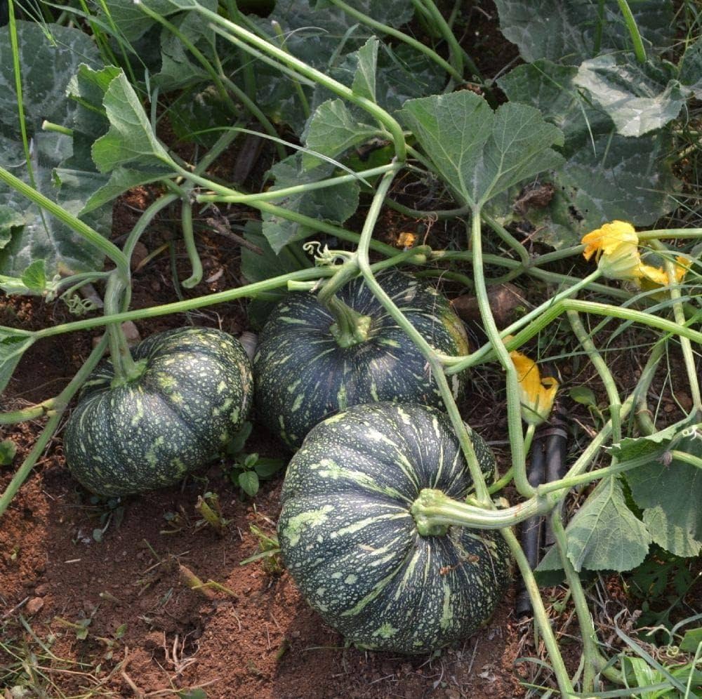 Pumpkin Desi 10 Vegetables Seeds