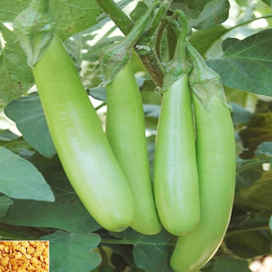 F1 Green Long Brinjal-Eggplant Vegetable Seeds