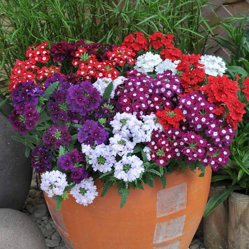 Verbena Mixed Color Flower Seeds