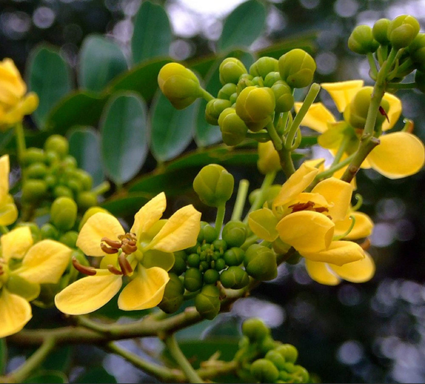 Cassia Siamea Herb Seeds