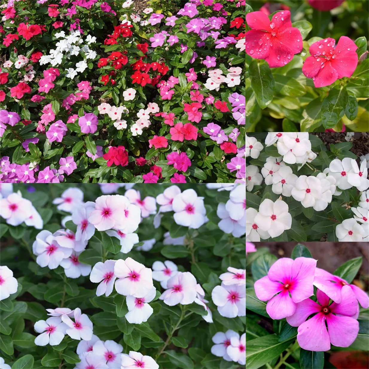Vinca Periwinkle Mixed Flower Seeds