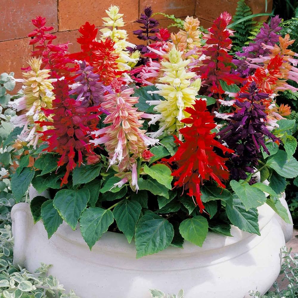 Salvia Mixed Winter Flower Seeds