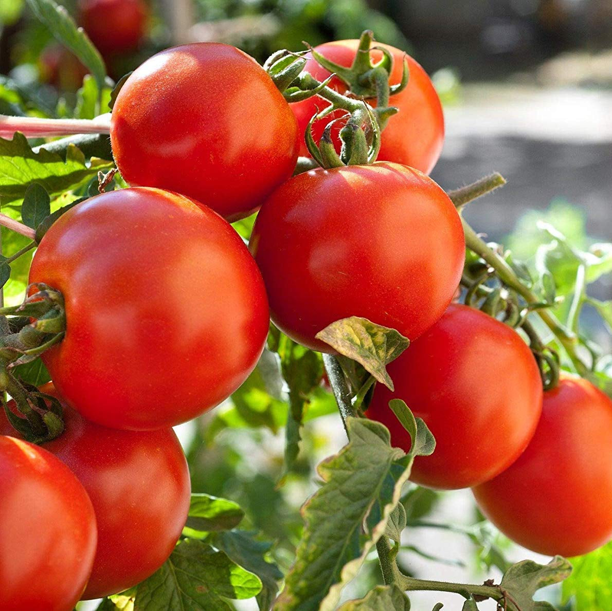 Organic Marglobe Tomato Vegetable Seeds