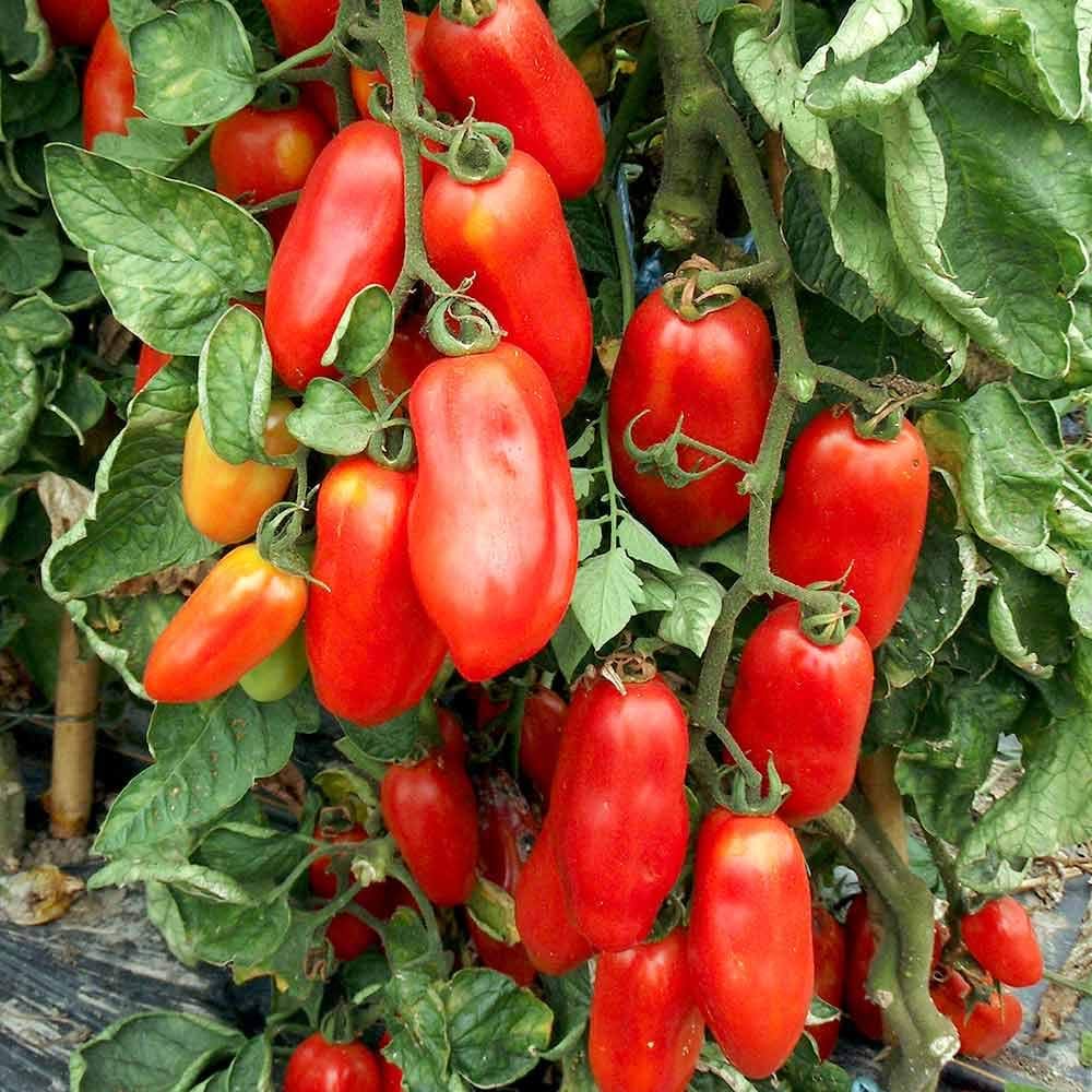 Tomato Heirloom San Marzano 3 Vegetable Seeds