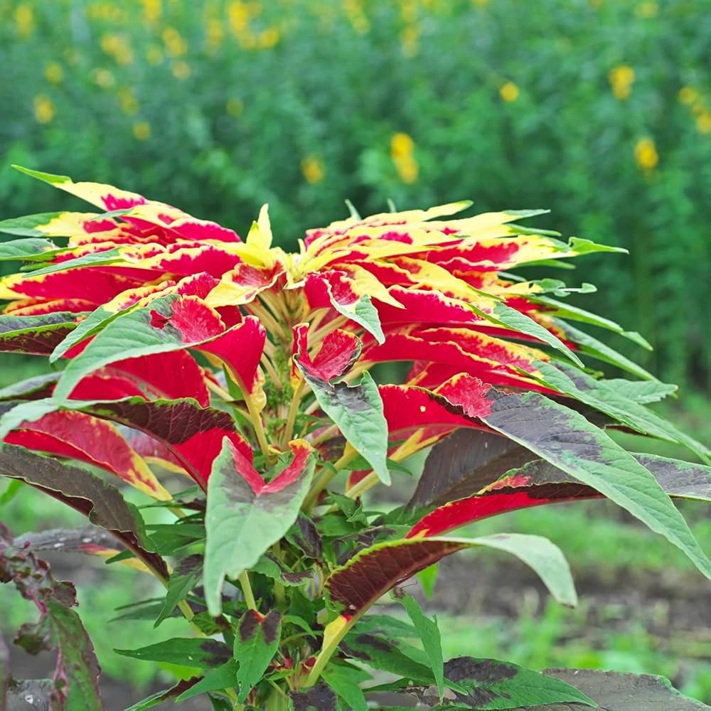 Amaranthus Mixed Summer Flower Seeds