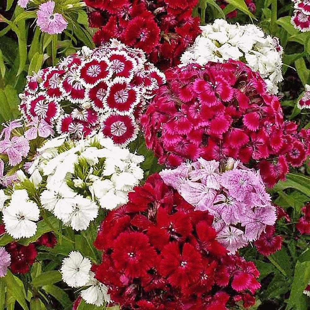 Dianthus Flower Seeds – Vibrant & Beautiful Garden Blooms