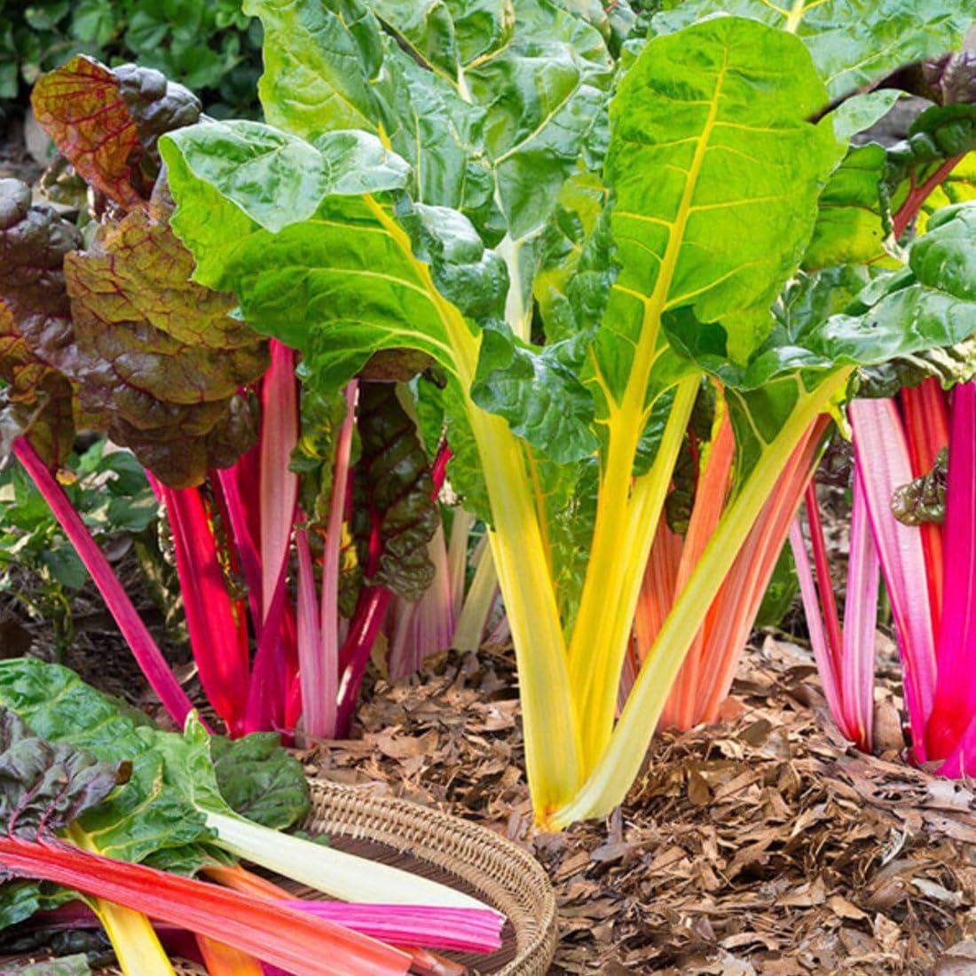 Collard & Swiss Chard Mix – Misticanza Microgreens Seed Blend