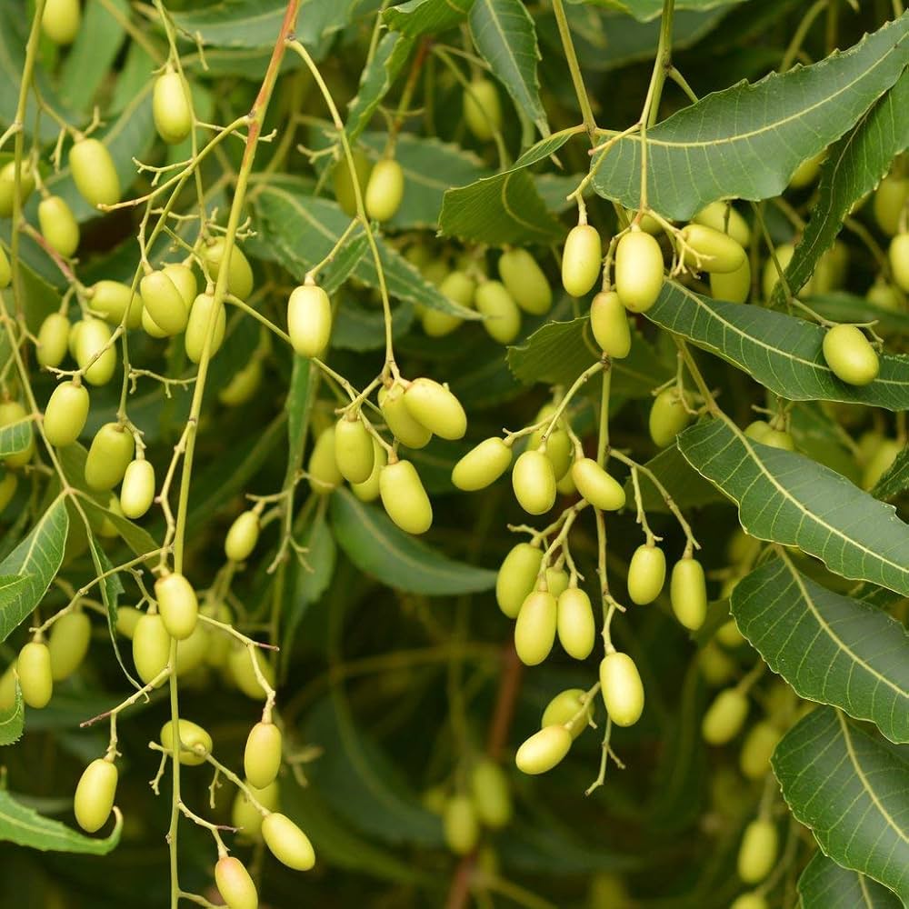 Neem Tree Herb Seeds