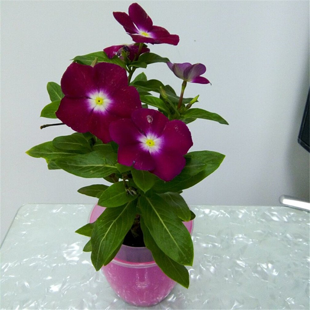 Nana Black Purple Flower Seeds