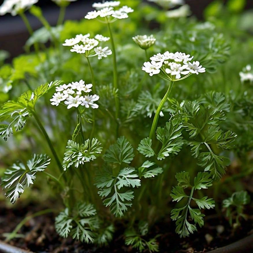 Chervil Imported Herb Seeds