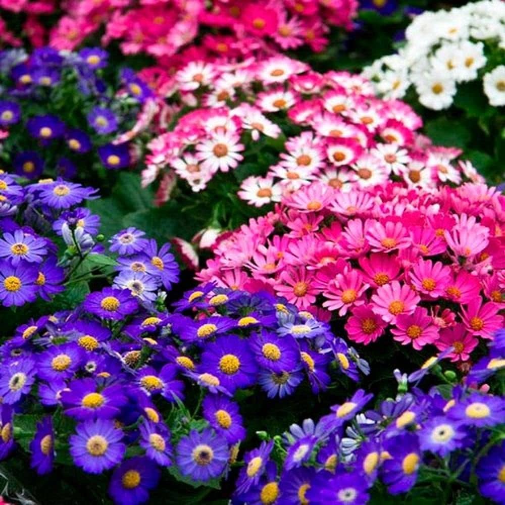 Cineraria Mixed Color Flower Seeds