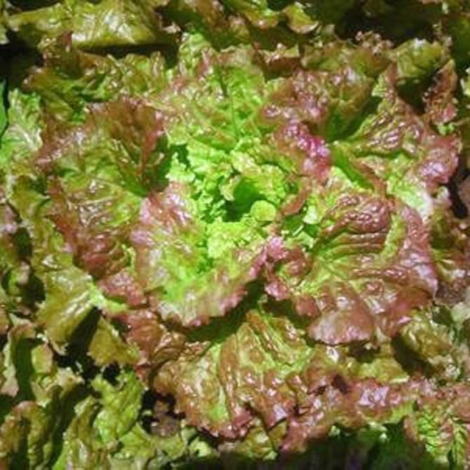 Prize Head Leaf Microgreens Seeds - Fresh, Nutritious Lettuce Salad Starter
