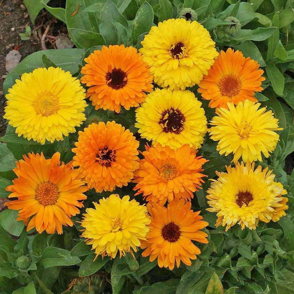 Calendula Bon Bon Mixed Flower Seeds
