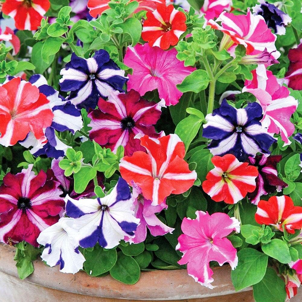Petunia Ultra Star Mixed Winter Flower Seeds