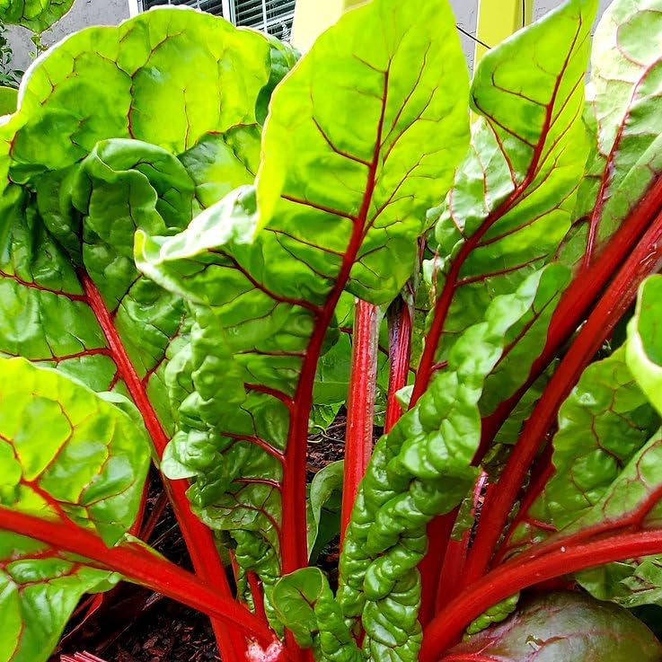 Collard-Swiss Chard Red Microgreens Seeds