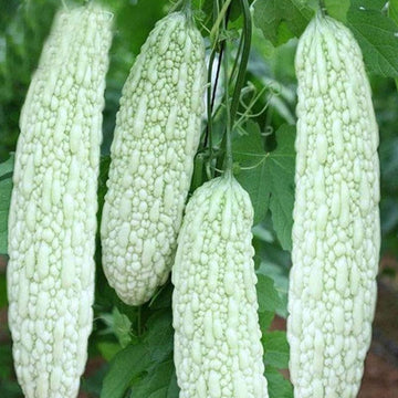 Bittergourd F1 White Long Vegetable Seeds