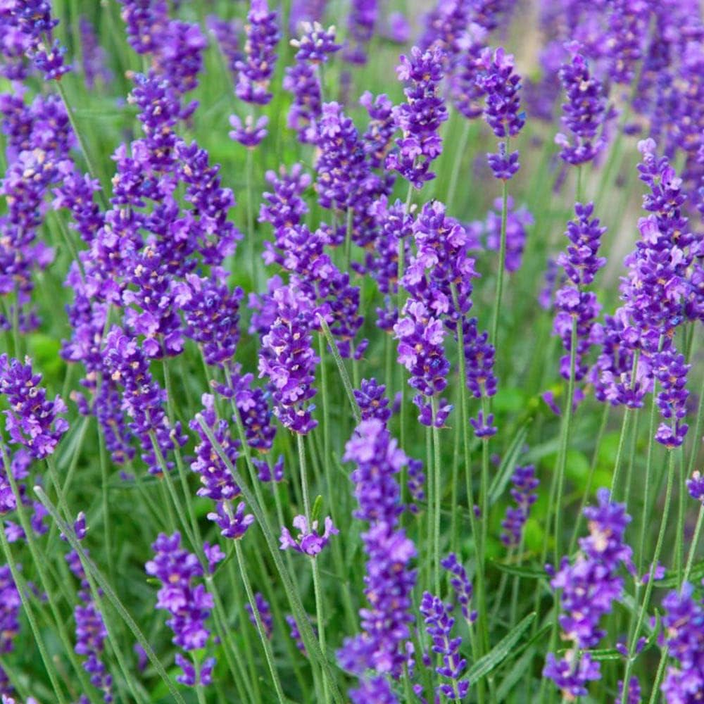 Lavender Flower Seeds