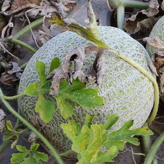Muskmelon F1 Super Kajri Vegetable Seeds