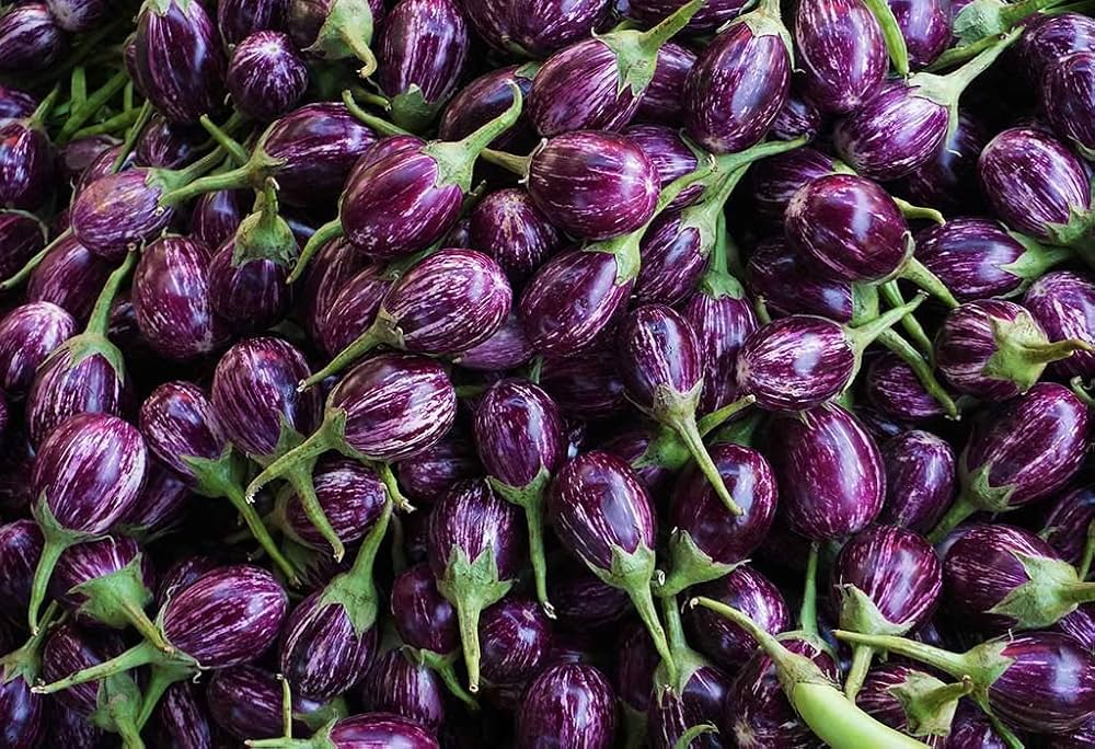 Brinjal Eggplant F1 MK-24 Majrikatti Type Vegetable Seeds