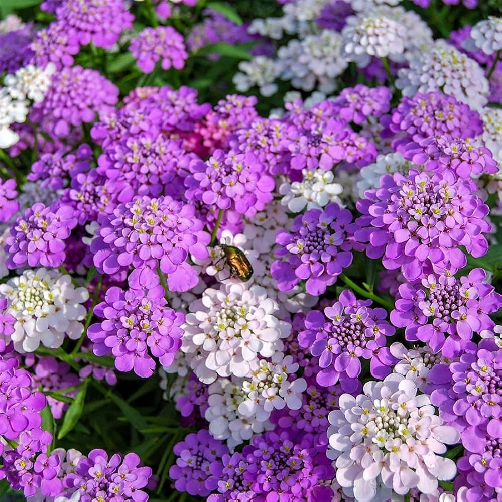Candy Tuft Winter Flower Seeds – Vibrant Perennials for Cold Weather Gardens