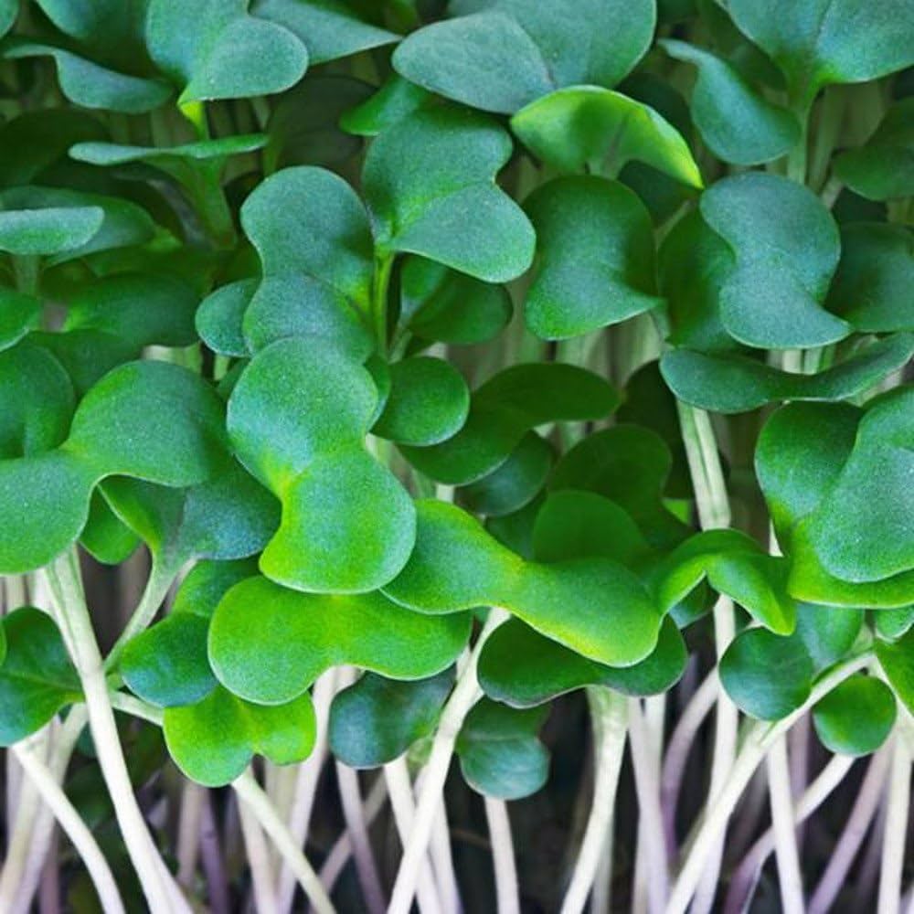 Alfa Alfa Imported Microgreens Seeds