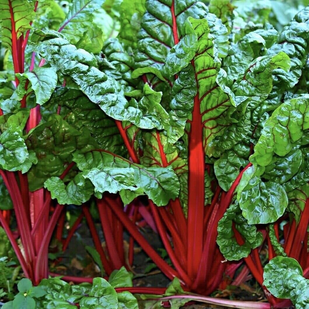 Collard-Swiss Chard Red Microgreens Seeds