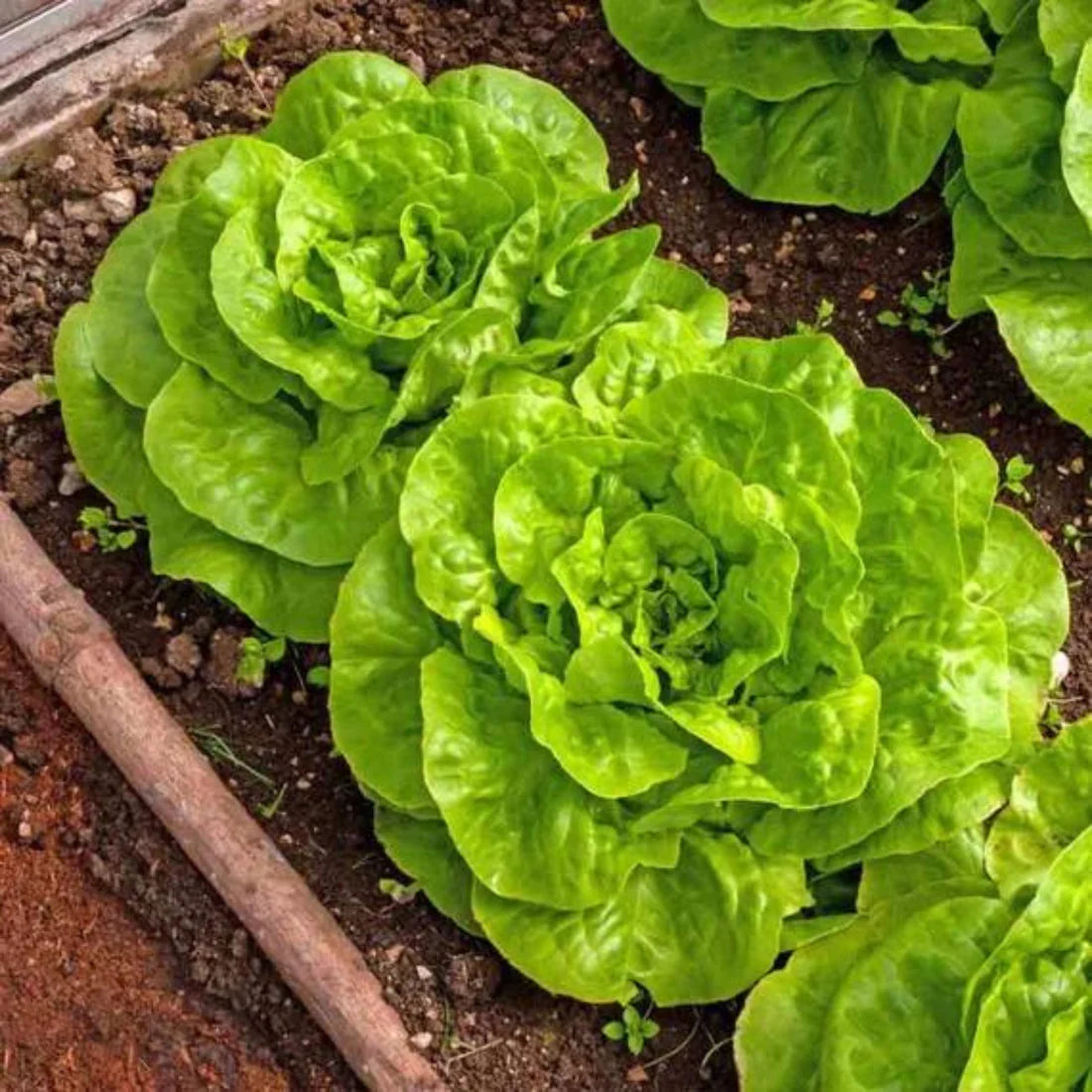 Butter Crunch Lettuce Organic Vegetable Seeds