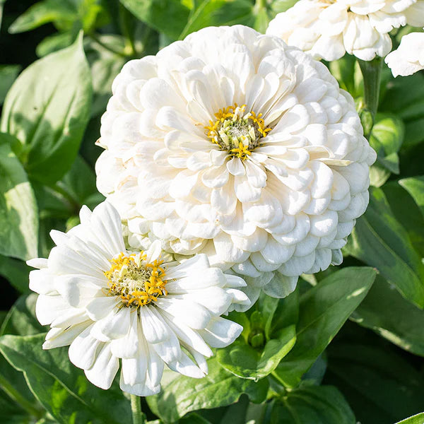 Zinnia F1 Elegans White Summer Flower Seeds
