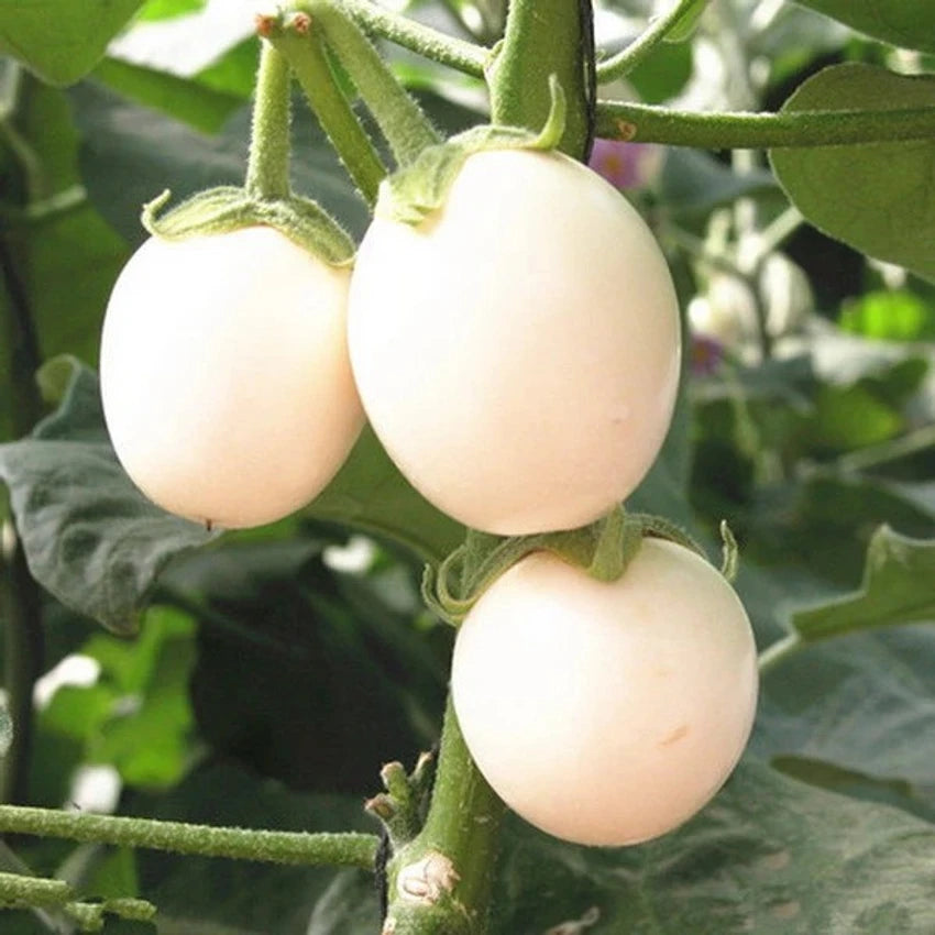 Brinjal-Eggplant F1 White Oblong Type Vegetable Seeds