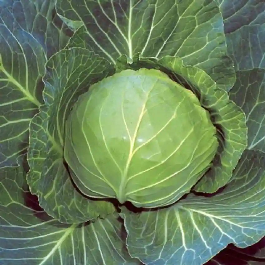 Cabbage F1 Hybrid Deep Shikha 60 Seeds