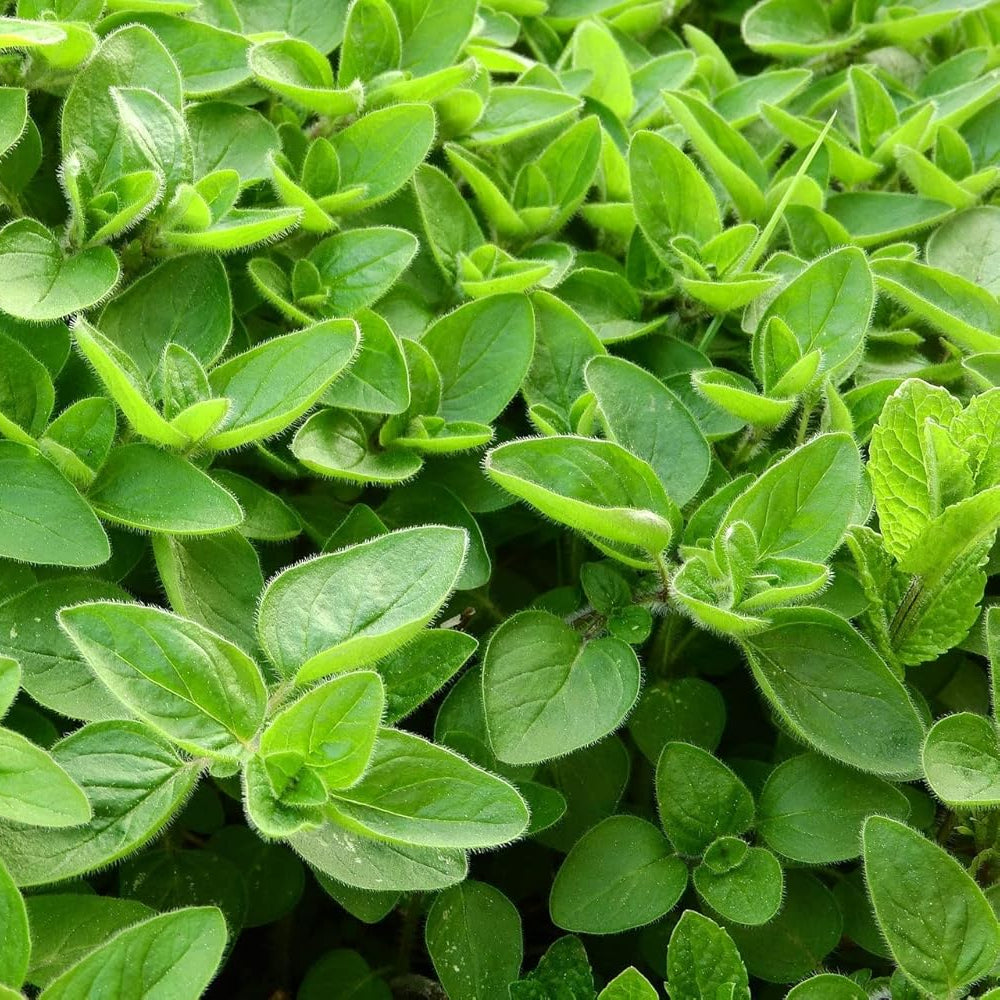 MARJORAM IMPORTED Herb Seeds