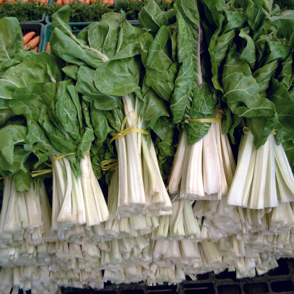 Collard & Swiss Chard White Microgreens Seeds