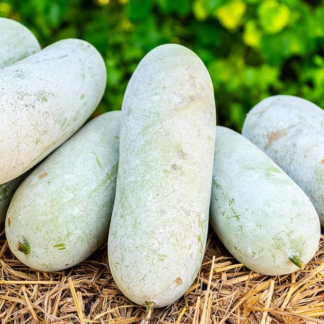 Ash Gourd Hybrid Raumak Vegetable Seeds
