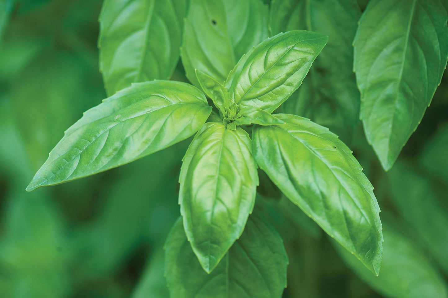 Basil Genovese Green Microgreens Seeds