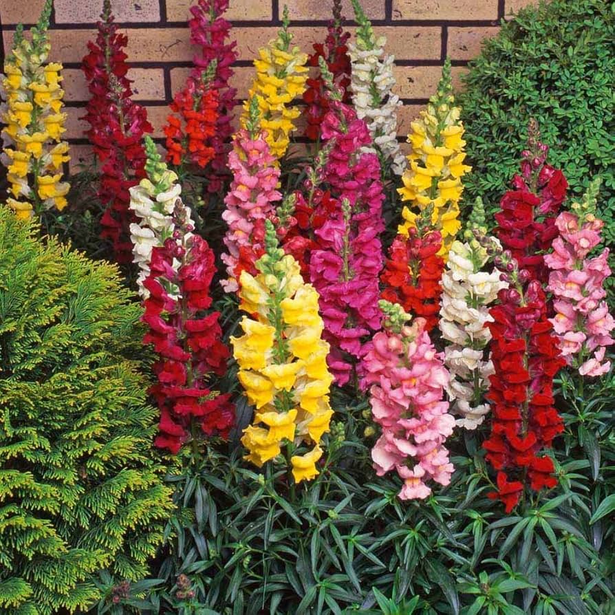 Antirrhinum Dwarf Mixed Flower Seeds