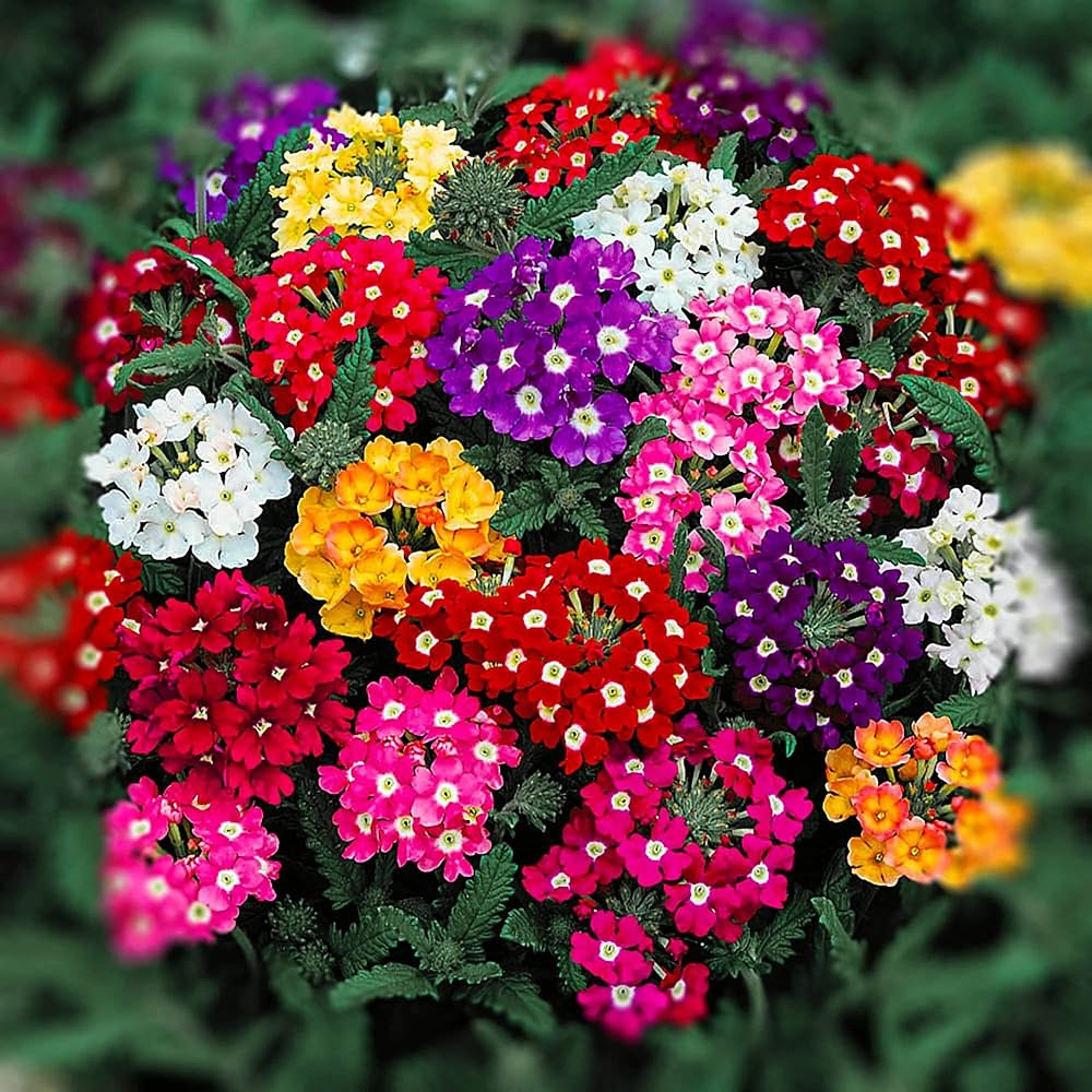 Verbena Mixed Color Flower Seeds