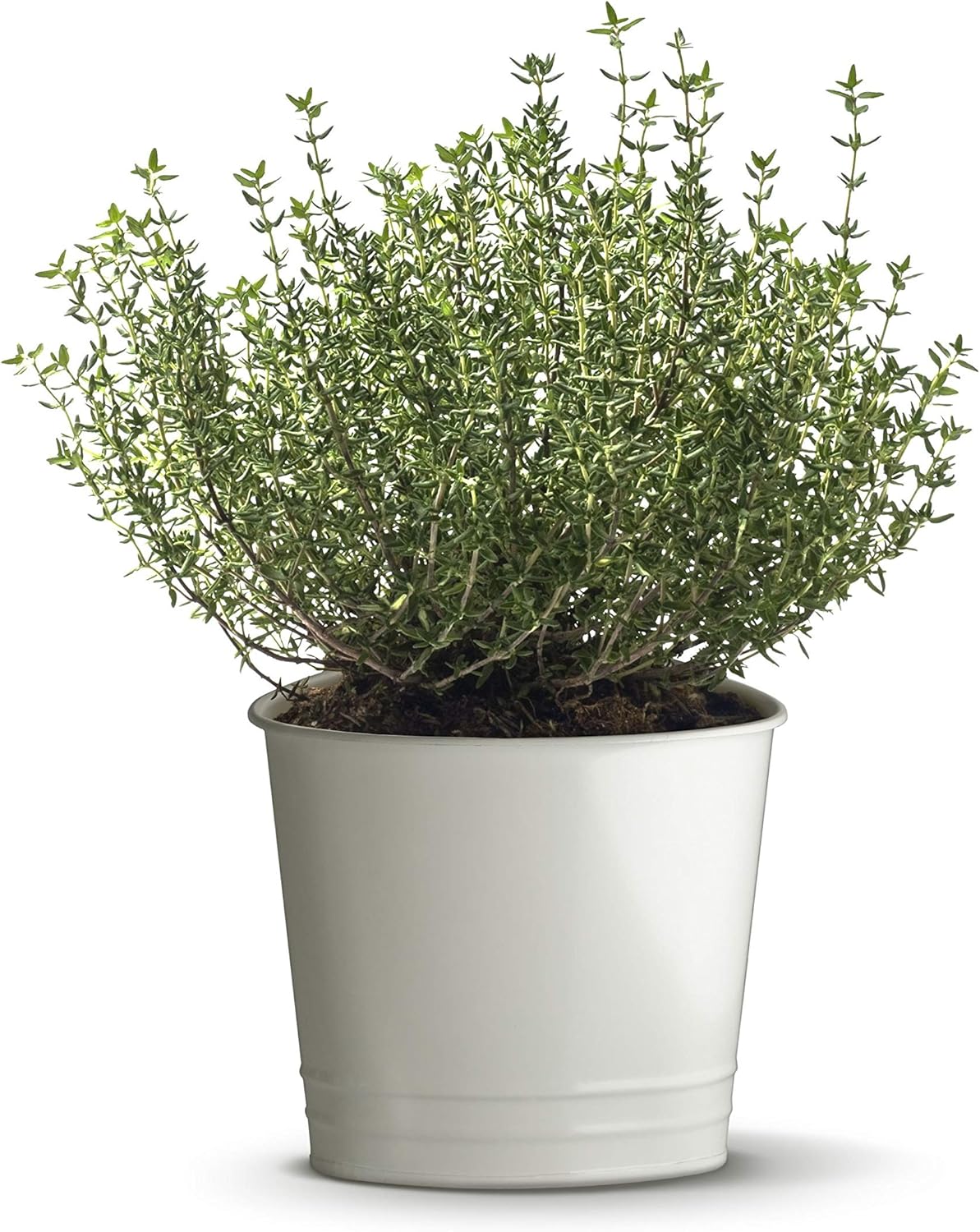Premium Imported Thyme Herb Seeds