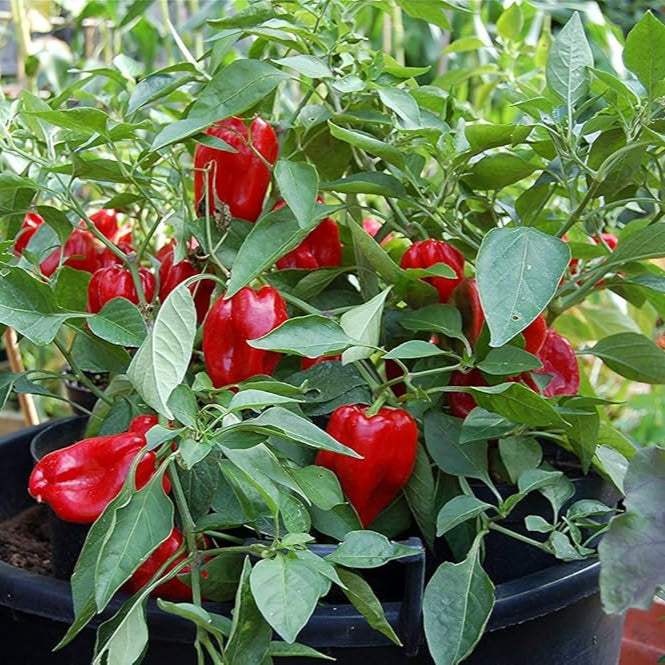 CHILLI PEPPER Pimiento L Vegetable Seeds