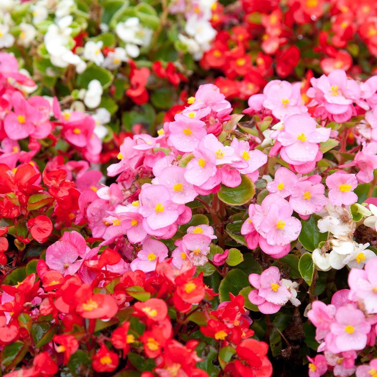 Begonia Semperflorens Mixed Winter Flower Seeds