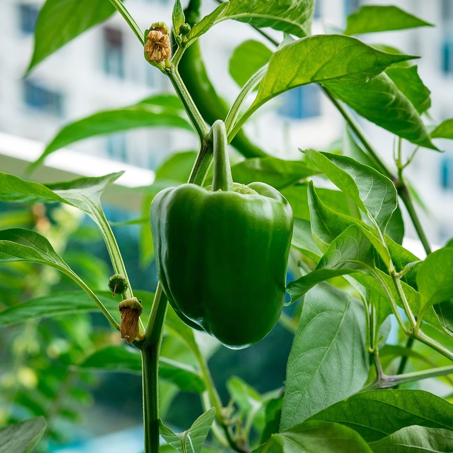 Green Capsicum Vegetable Seeds